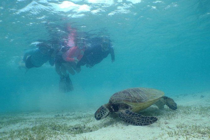 Water Taxi Signal Island Turtle Tour for cruisers - At $61.40, the value depends on what you want included