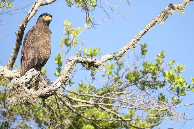 Yala Full Day Safari from Hambantota Port Shore Excursion - Why the private guide makes a difference