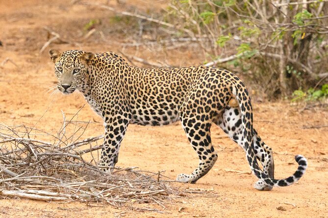 Yala Half Day Safari from Hambantota Port Shore Excursion - Key points to know before booking