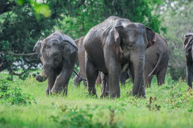 Yala Half Day Safari from Hambantota Port Shore Excursion - Why Yala works well from Hambantota Port
