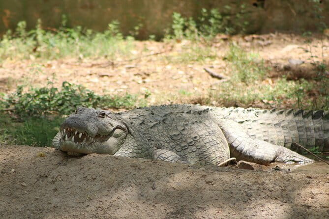 Yala National Park Safari from Hambantota port (Shore Excursion) - Why Yala is worth the long port outing