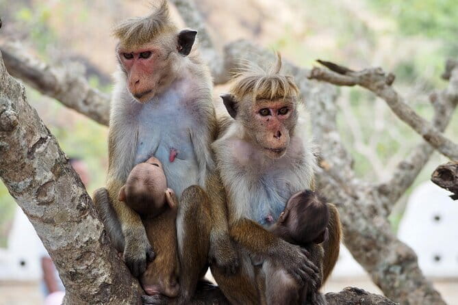 Yala National Park Safari from Hambantota port (Shore Excursion) - What your five hours in Yala may look like