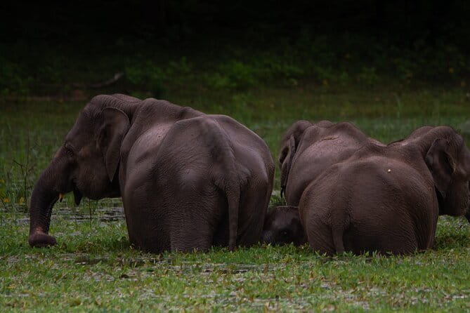 Yala National Park Safari from Hambantota port (Shore Excursion) - What the $45 tour price really covers