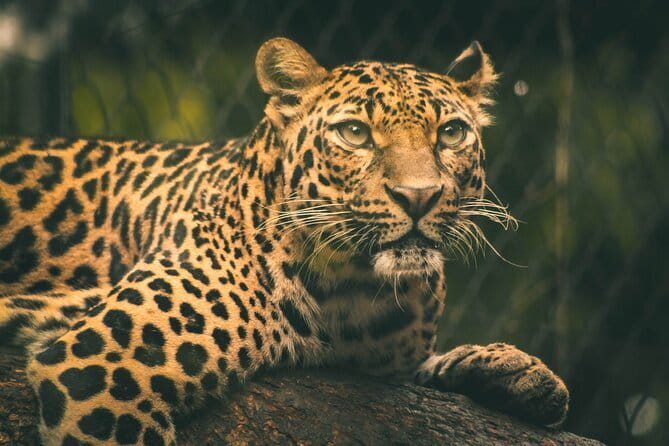 Yala National Park Safari from Hambantota port (Shore Excursion) - Who should book this Hambantota safari