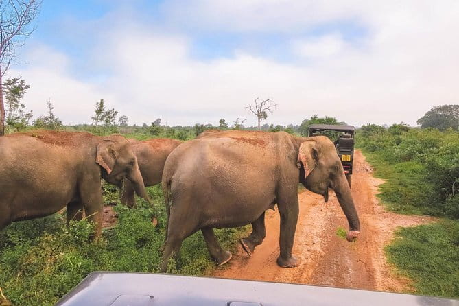 Yala National Park Safari from Hambantota port (Shore Excursion) - Practical tips for getting more from the day
