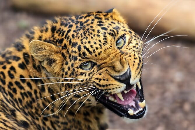 Yala National Park Safari from Hambantota port (Shore Excursion) - Should you book it?