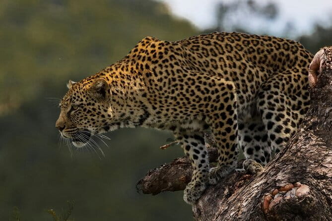 Yala National Park Safari |From Hambantota Port (Shore Excursion) - What the guide adds to the experience