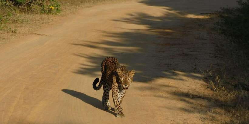 Yala Safari Tour from Hambantota Port area (Shore Excursion) - Key points to know before booking