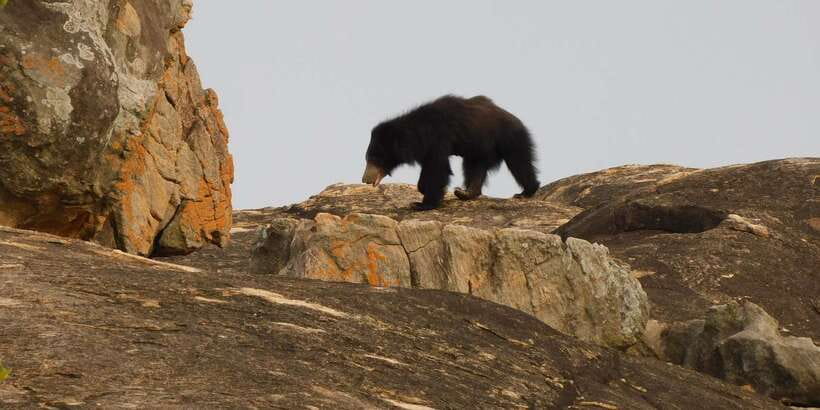 Yala Safari Tour from Hambantota Port area (Shore Excursion) - From Hambantota Port to Yala’s wildlife tracks