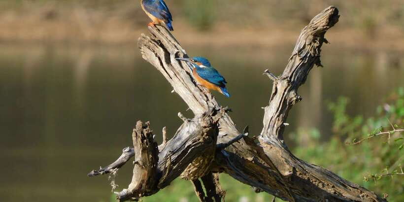Yala Safari Tour from Hambantota Port area (Shore Excursion) - The midday closure can shape your whole day
