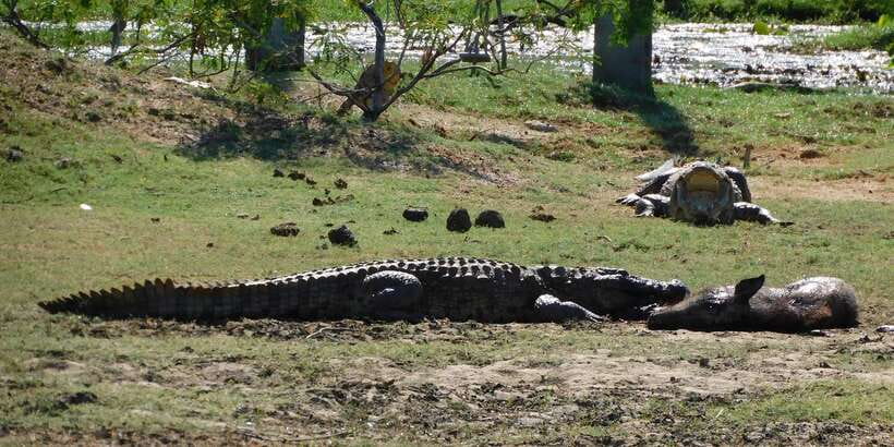 Yala Safari Tour from Hambantota Port area (Shore Excursion) - Safari jeep comfort: useful but not gentle