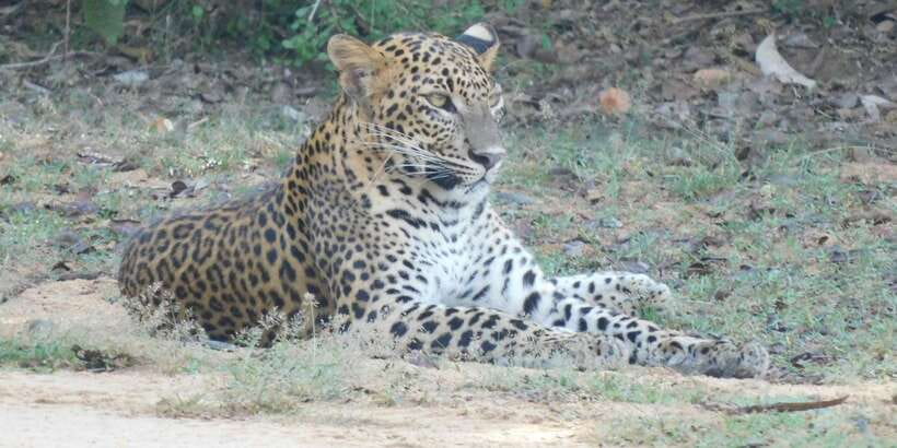 Yala Safari Tour from Hambantota Port area (Shore Excursion) - How to make the most of the wildlife viewing