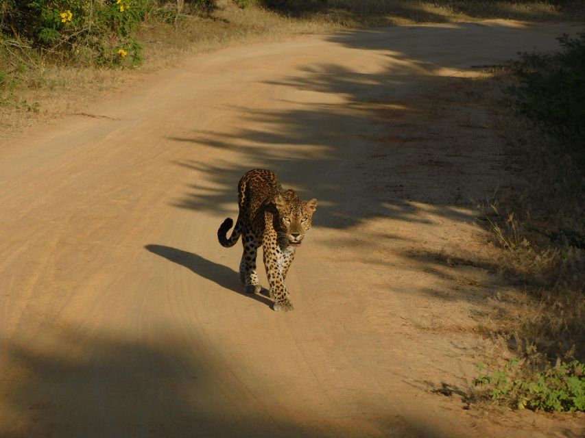 Yala Safari Tour from Hambantota Port area (Shore Excursion) - Should you book it?