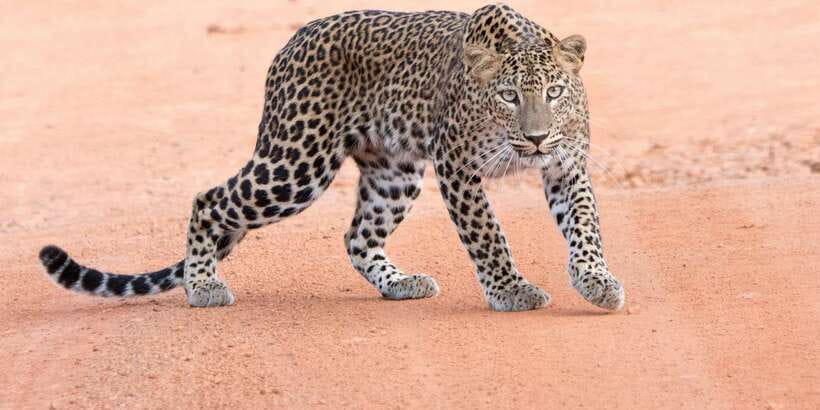 Yala Safari Tour from Hambantota Port area (Shore Excursion) - What five hours inside Yala can bring